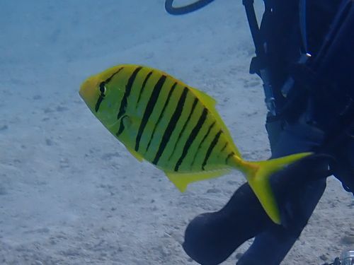 コガネシマアジ