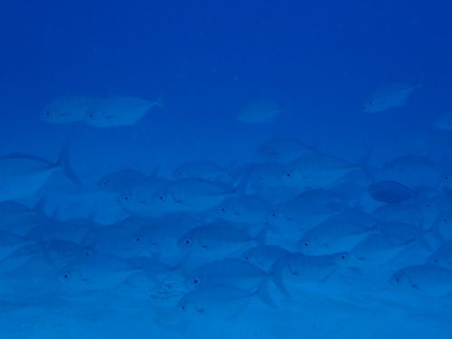 インドオキアジ