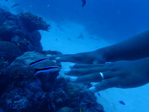 ホンソメワケベラ