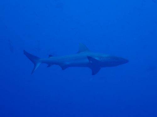 グレイリーフシャーク