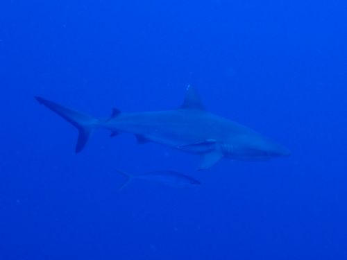 グレイリーフシャーク