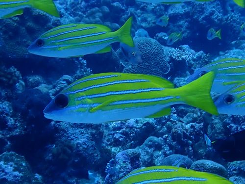 ヨスジフエダイ