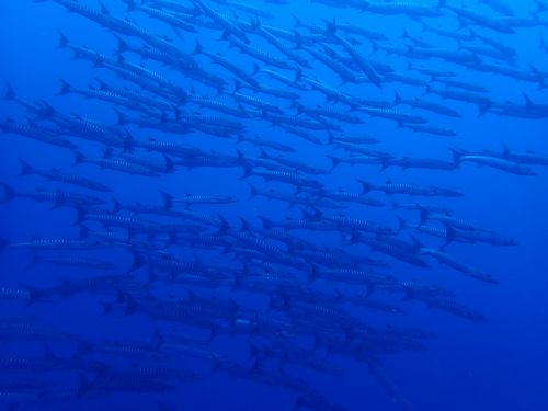 ミナミハタタテダイ