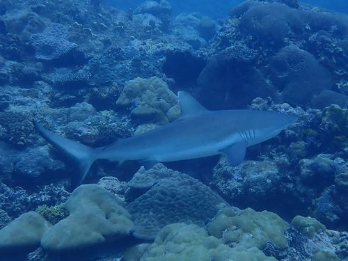 ロクセンヤッコ