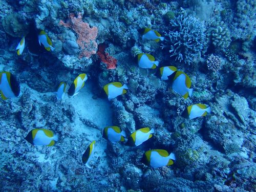 カスミチョウチョウウオ