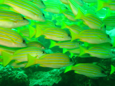 ヨスジフエダイ