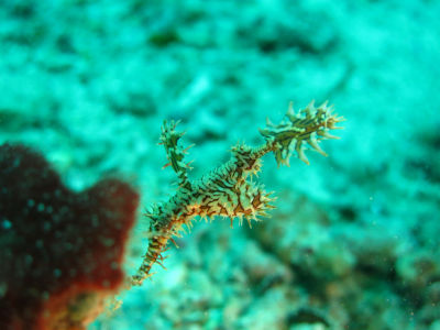 ニシキフウライウオ