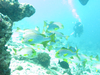 ムスジコショウダイ