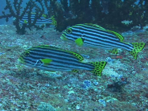 ムスジコショウダイ