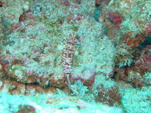 スターリードラゴネット