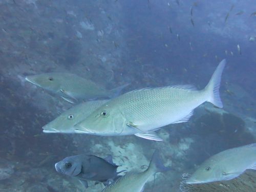 キツネフエフキ