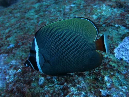 コラーレバタフライフィッシュ