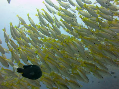 キンセンフエダイ