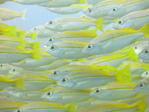 キンセンフエダイ