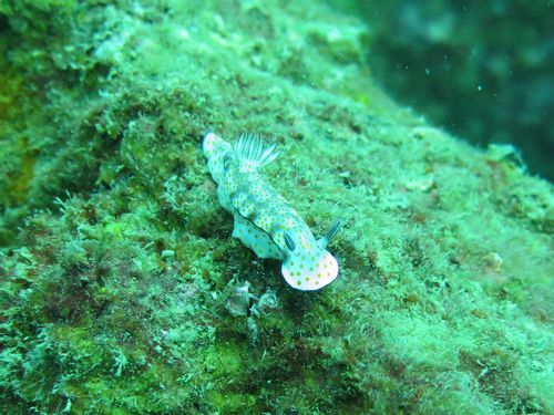 クロモドリス・アンヌラータ