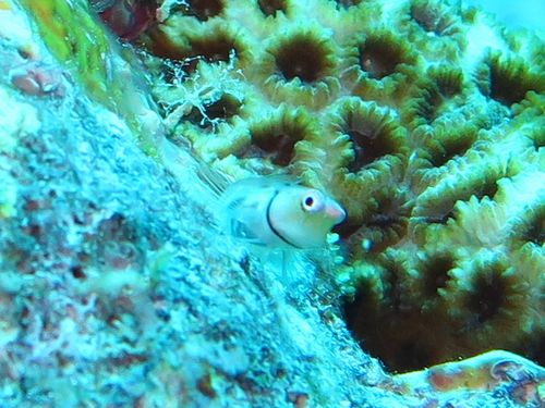 カラーブレニー