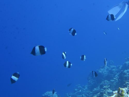 ブラックピラミッドバタフライフィッシュ