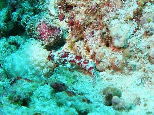 スターリードラゴネット