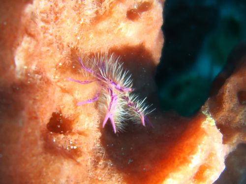 ピンクスクワットロブスター