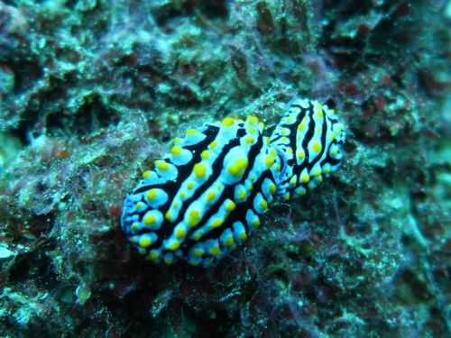 ソライロイボウミウシ