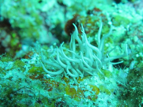 センジュミノウミウシ