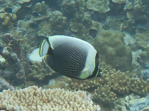 ロクセンヤッコ